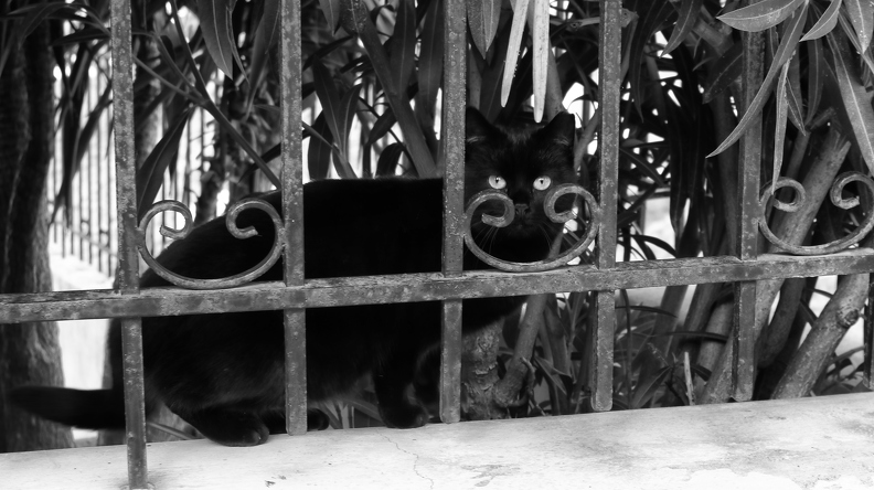 Black cat in Vigles-6-12-2022.JPG